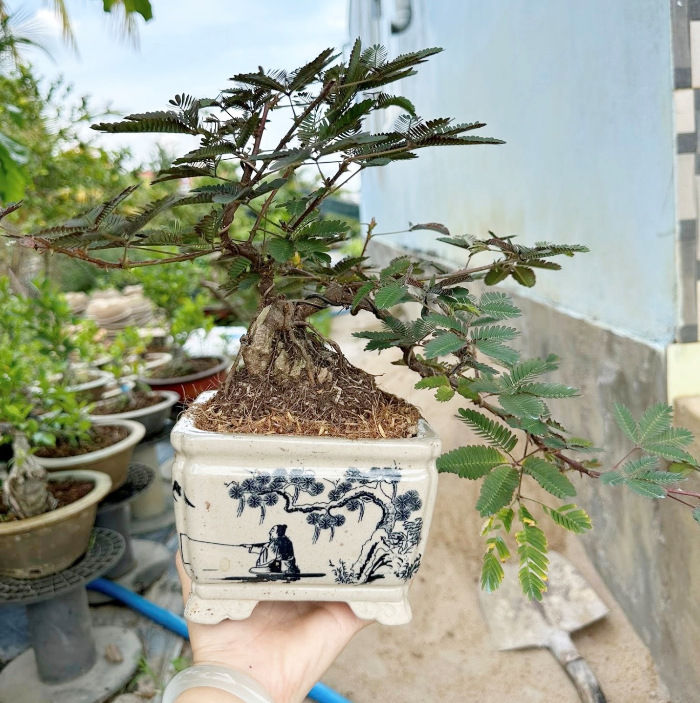 Trinh nữ bonsai có nhiều sáng thế khác nhau, với giá bán chỉ từ vài trăm nghìn đồng