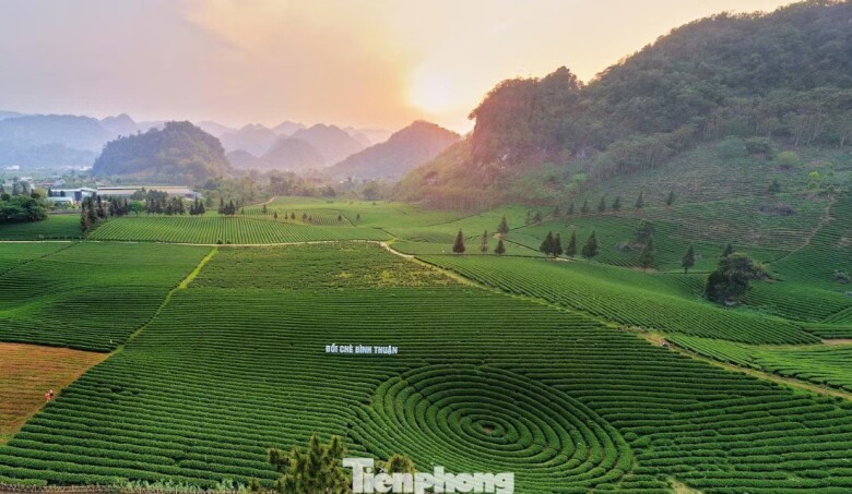 Đặc biệt, 400 ha đồi chè được trồng theo quy hoạch đã giúp Bình Thuận đón hơn 10.000 lượt khách, doanh thu du lịch đạt trên 150 triệu đồng. Dù con số chưa lớn nhưng đây là tín hiệu tích cực của mô hình này.