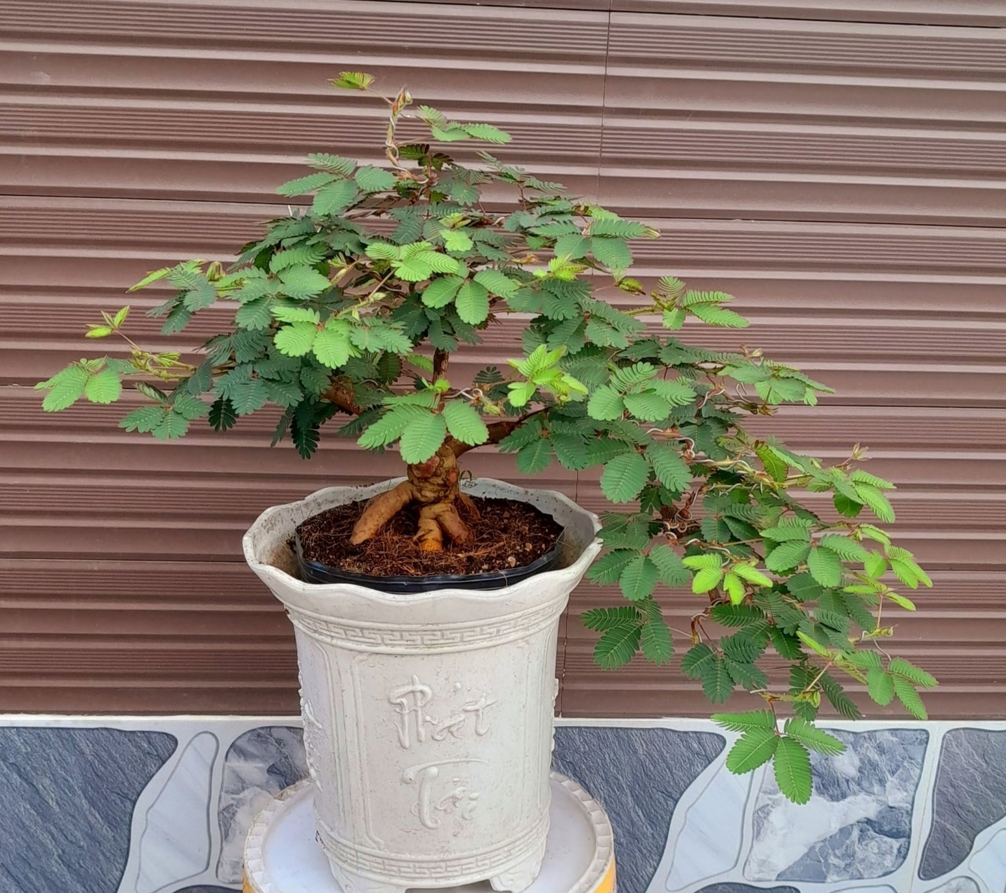Từ cây dại mọc ven đường, trinh nữ “lên đời” thành tác phẩm bonsai độc đáo
