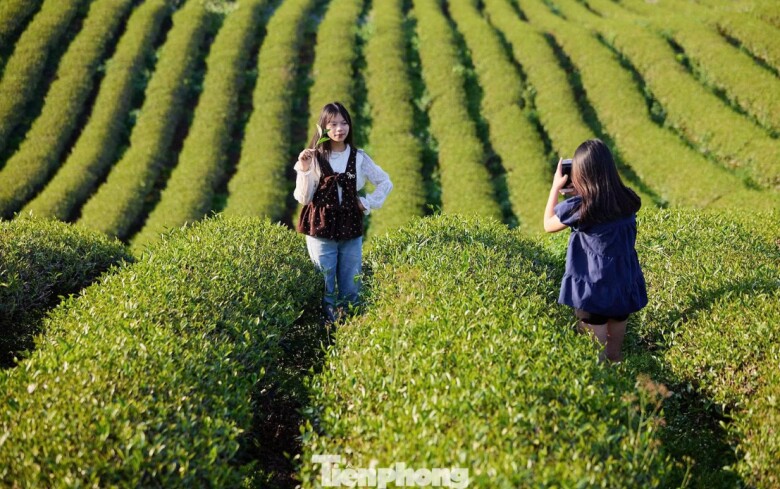 “Lợi thế của Bình Thuận không chỉ nằm ở diện tích chè lớn, mà còn ở cách liên kết sản xuất – chế biến – tiêu thụ, gắn với bảo tồn văn hóa và phát triển du lịch. Đây chính là hướng đi phù hợp để phát triển nông nghiệp bền vững”, bà Ngọc cho biết.