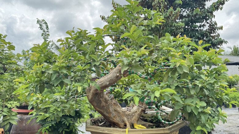 Những gốc ổi bonsai cần được chăm sóc tỉ mỉ, nhất là khâu tạo dáng, tỉa cành cắt lá