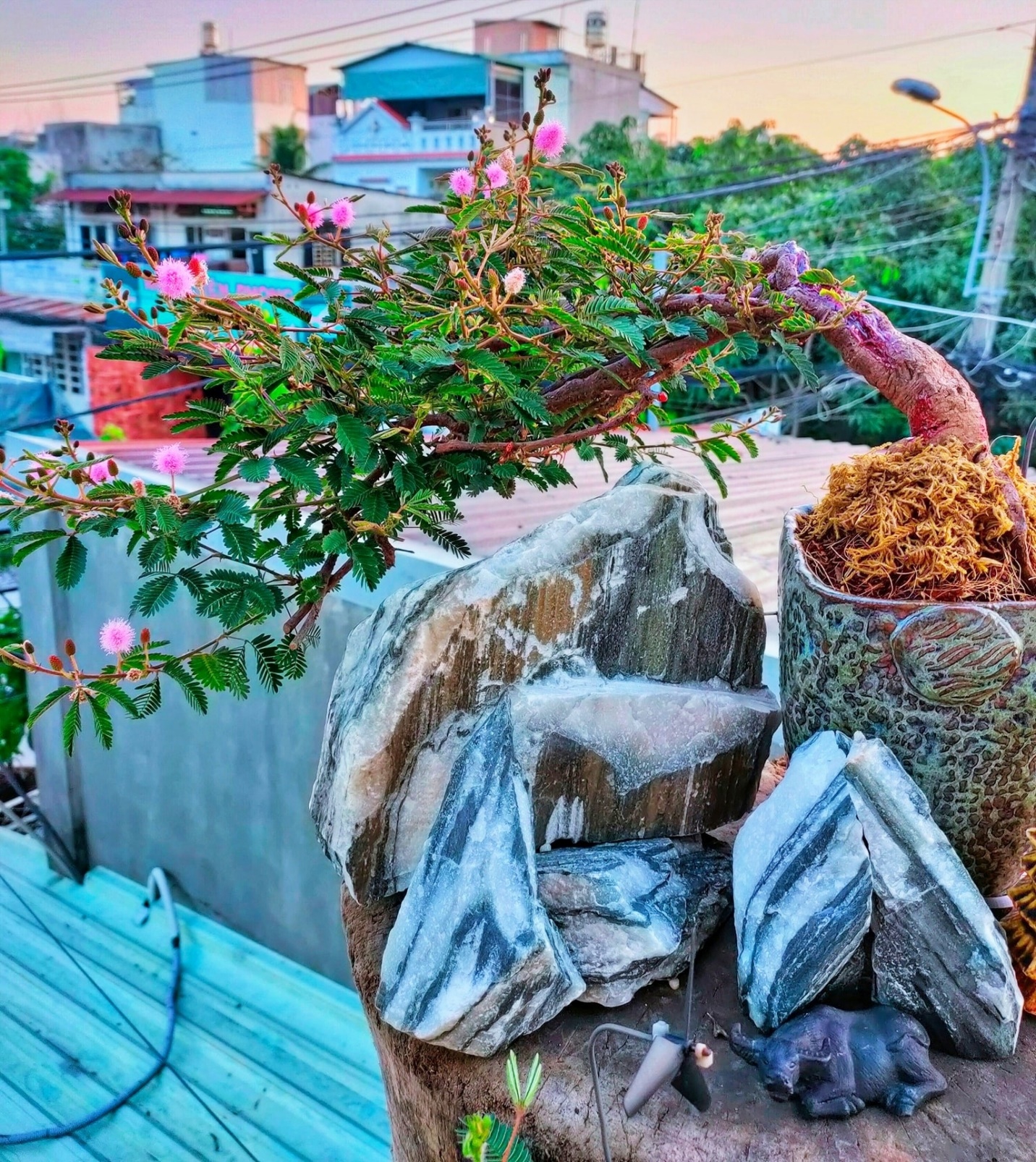 Siêu phẩm trinh nữ bonsai được trưng trên sân thượng, trở thành điểm nhấn cho ngôi nhà