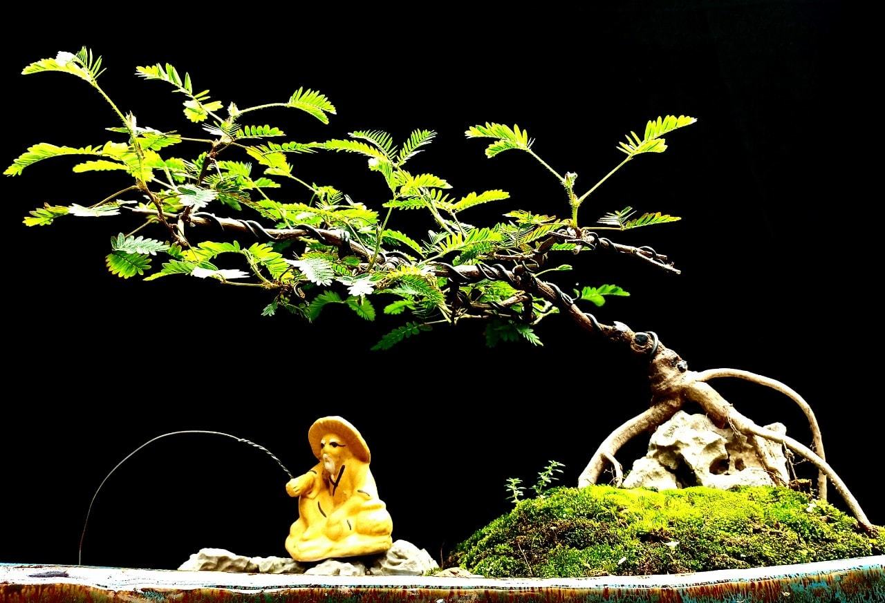 Trinh nữ bonsai hiện đang được giới yêu cây săn lùng vì độ độc đáo, đẹp lạ lại mang giá trị phong thủy