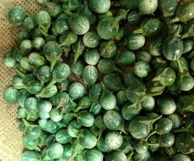 Trái cà đắng - đặc sản của vùng núi rừng Tây Nguyên được du khách khắp nơi yêu thích