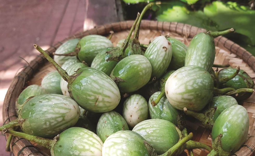 Cà đắng không hiếm, nhưng cần tới đúng nơi để được thưởng thức món ăn chuẩn vị