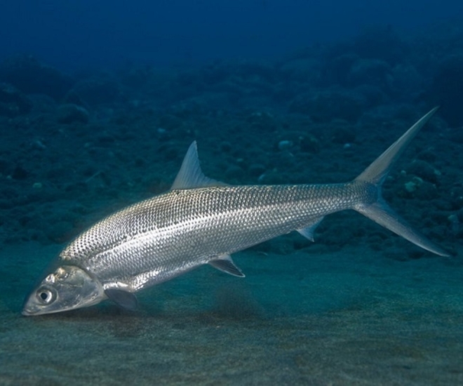 Con cá măng có bộ vảy phát sáng đẹp mắt