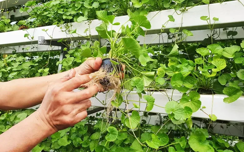 Rau má hiện được trông nhiều theo phương pháp thủy canh, cho hiệu quả kinh tế cao