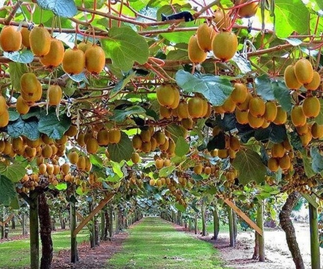 Kiwi vốn là cây ăn quả giàu dinh dưỡng với mức giá đắt đỏ