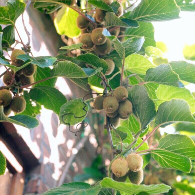 Kiwi được chăm sóc cẩn thận sẽ ra trái đều, làm cảnh rất đẹp