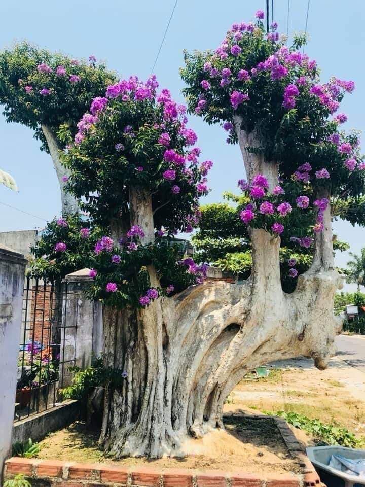 Bằng lăng hoa tím “lên chậu” thành siêu phẩm bonsai đẹp lạ, được nhiều người yêu thích