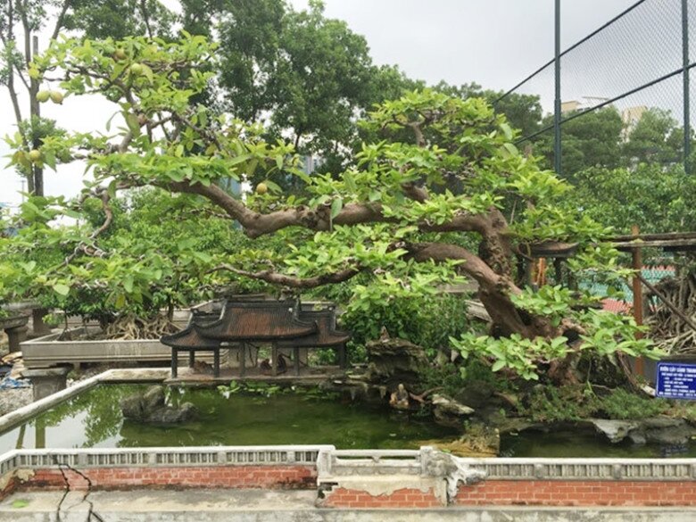 Ổi trở thành siêu phẩm bonsai với dáng thế đẹp lạ mang giá trị cao