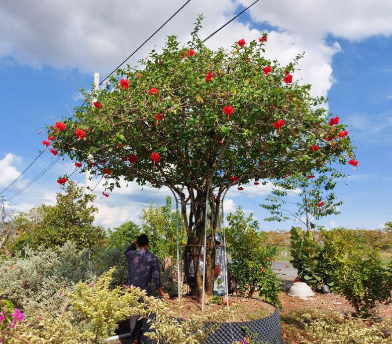 Cây lên chậu thành bonsai đẹp lạ với mức giá từ vài trăm đến hàng trăm triệu đồng