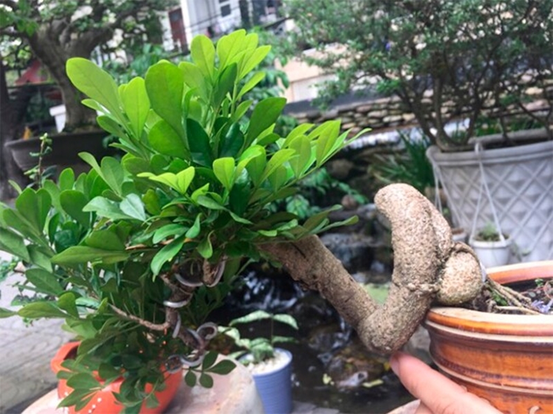 Nhiều dáng thế lạ mắt cho chậu ngâu bonsai thêm hấp dẫn