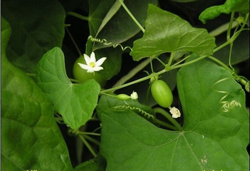 Loại quả này có kích thước rất bé nhưng ăn ngọt mát và bùi bùi