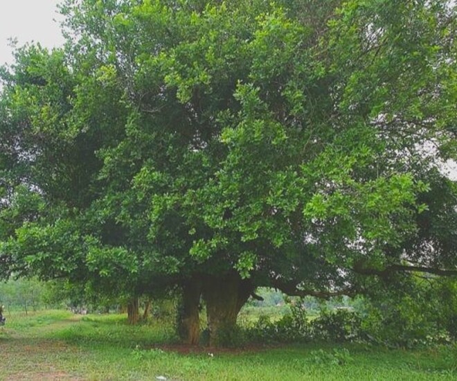 Cây duối có thân to lớn, quen thuộc ở các vùng quê các vùng miền