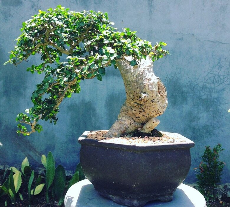 Cây mọc dại lên chậu thành bonsai đẹp lạ, trong phong thuỷ là amp;#34;báu vật phát lộcamp;#34;, có cây giá chục tỷ đồng - 3