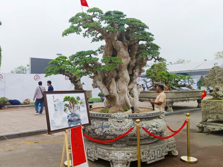 Cây mọc dại lên chậu thành bonsai đẹp lạ, trong phong thuỷ là amp;#34;báu vật phát lộcamp;#34;, có cây giá chục tỷ đồng - 4