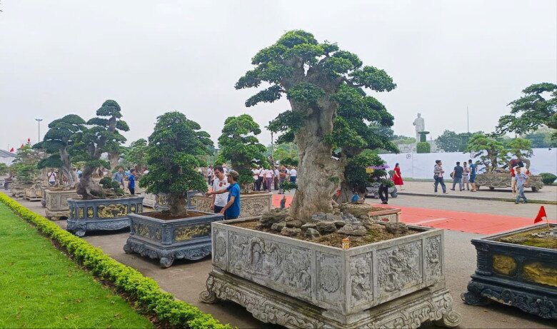 Cây mọc dại lên chậu thành bonsai đẹp lạ, trong phong thuỷ là amp;#34;báu vật phát lộcamp;#34;, có cây giá chục tỷ đồng - 5