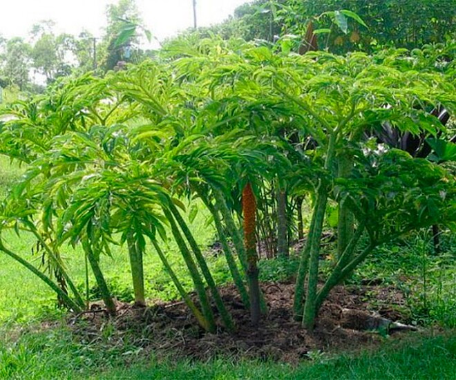 Cây nưa là đặc sản ở Huế, có thể chế biến thành nhiều món ngon