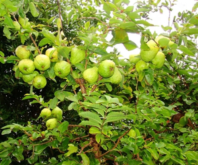 Ổi là giống cây trồng sai trĩu quả, tượng trưng cho tài lộc và may mắn