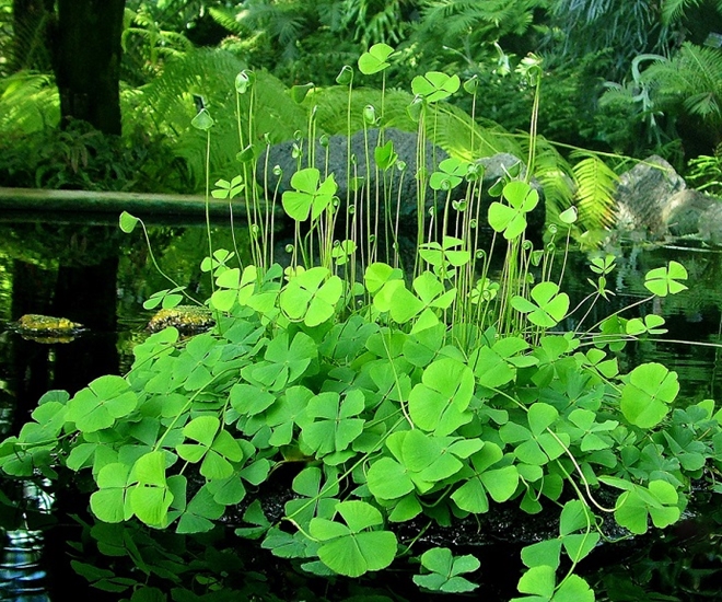 Rau bợ mọc dại ở các miền quê, trông khá đẹp mắt và dễ nhầm lẫn với cây me đất