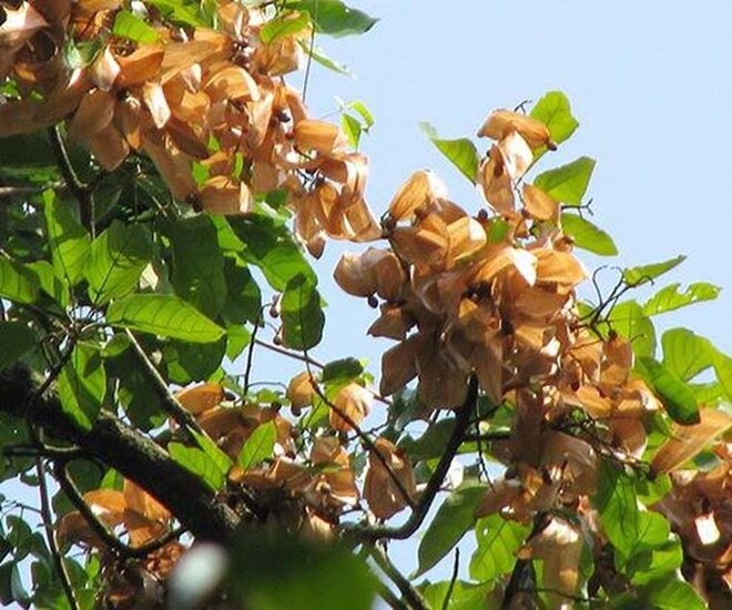 Cây lười ươi trưởng thành sau 4 năm mới ra trái 