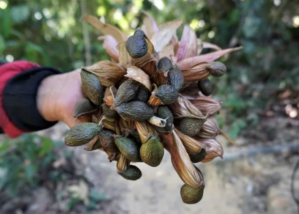 Hạt lười ươi trông rất đặc biệt 