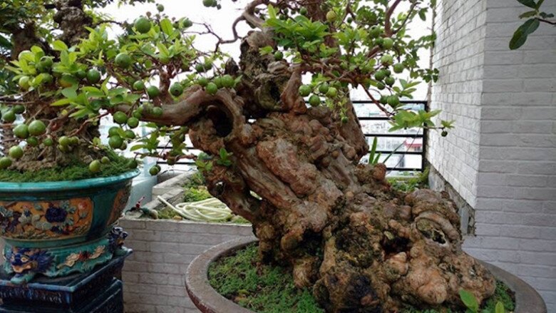 Gốc ổi bonsai lâu năm mang giá trị lớn nhờ các u cục ở thân cây