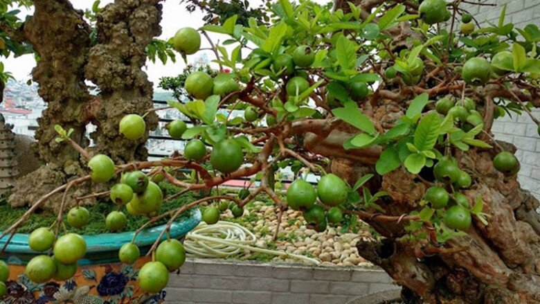 Quả trên cây sai trĩu, đem lại ý nghĩa phong thủy lớn nên rất nhiều người yêu thích