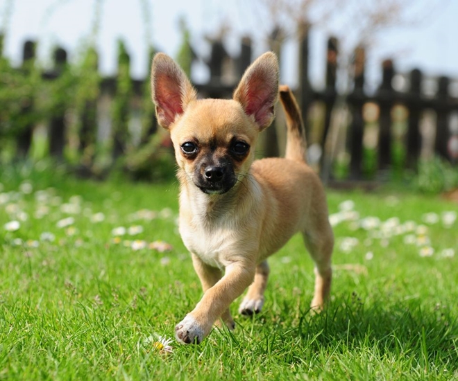 Giống chó Chihuahua có ngoại hình nhỏ nhắn xinh xắn