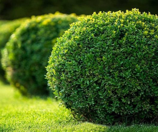 Cây ngâu mang vẻ đẹp tinh tế, được nhiều người yêu thích 