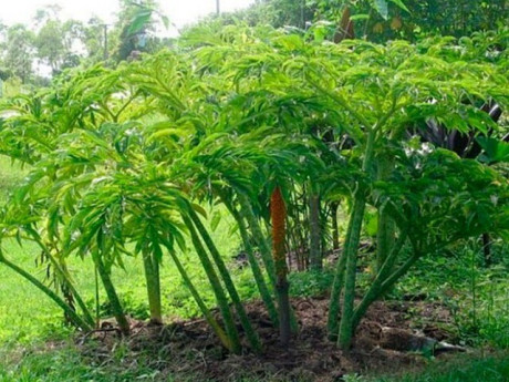 Cây dại ở bờ mương xưa ít người biết, nay thành đặc sản khoái khẩu có hương vị đặc biệt, dân thành phố thích mê