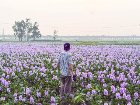 Hoa lục bình ở ngoại ô Hà Nội nở rộ, khách đi 16km tới chụp ảnh, đón hoàng hôn
