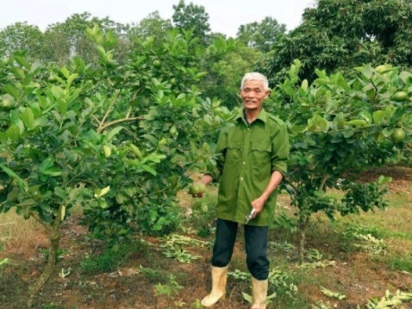 Ghép chanh vàng Mỹ lên gốc bưởi, nông dân Thanh Hóa thu hàng trăm triệu đồng/năm