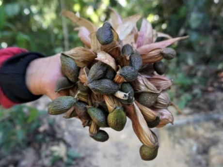 “Lộc trời” 4 năm mới có một lần, được coi như đặc sản thành phố, càng hè càng đắt khách dù giá đắt đỏ