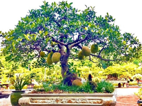 Cây ăn quả quen thuộc ở quê lên chậu thành bonsai, biểu tượng của may mắn và tài lộc, có cây giá 800 triệu đồng