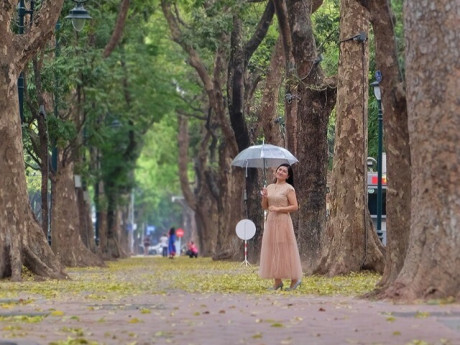 Phố Hà Nội đẹp dịu dàng mùa sấu rụng lá