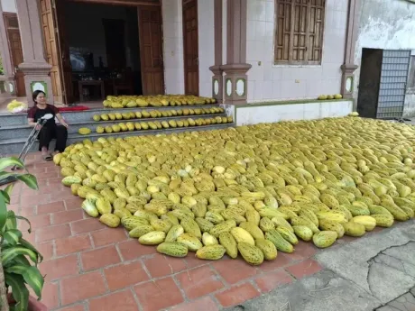 Ấm lòng cảnh dân làng "giải cứu" 10 tấn dưa cho người phụ nữ bị gãy chân