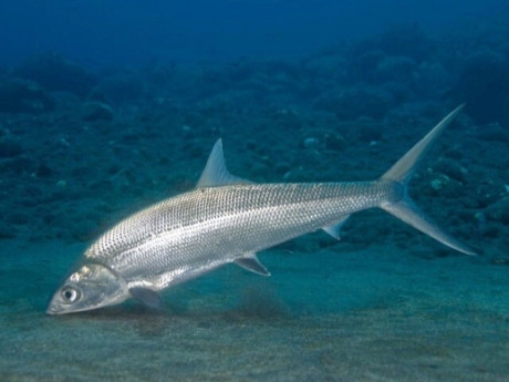 Loại cá vừa đẹp vừa ngon, là đặc sản nổi tiếng nhưng hiếm có khó tìm, muốn mua phải đặt trước, 300.000 đồng/kg