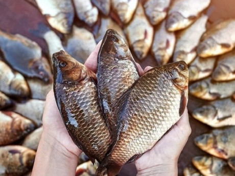 11 loại cá sạch nhất Việt Nam, ít ngậm hóa chất lại bổ dưỡng, bà nội trợ thấy là phải mua ngay về...