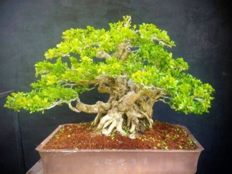 Cây dại quen thuộc cho hoa thơm nức lên chậu thành bonsai, vừa đẹp vừa mang tới bình an, có cây định giá 1,5 tỷ đồng
