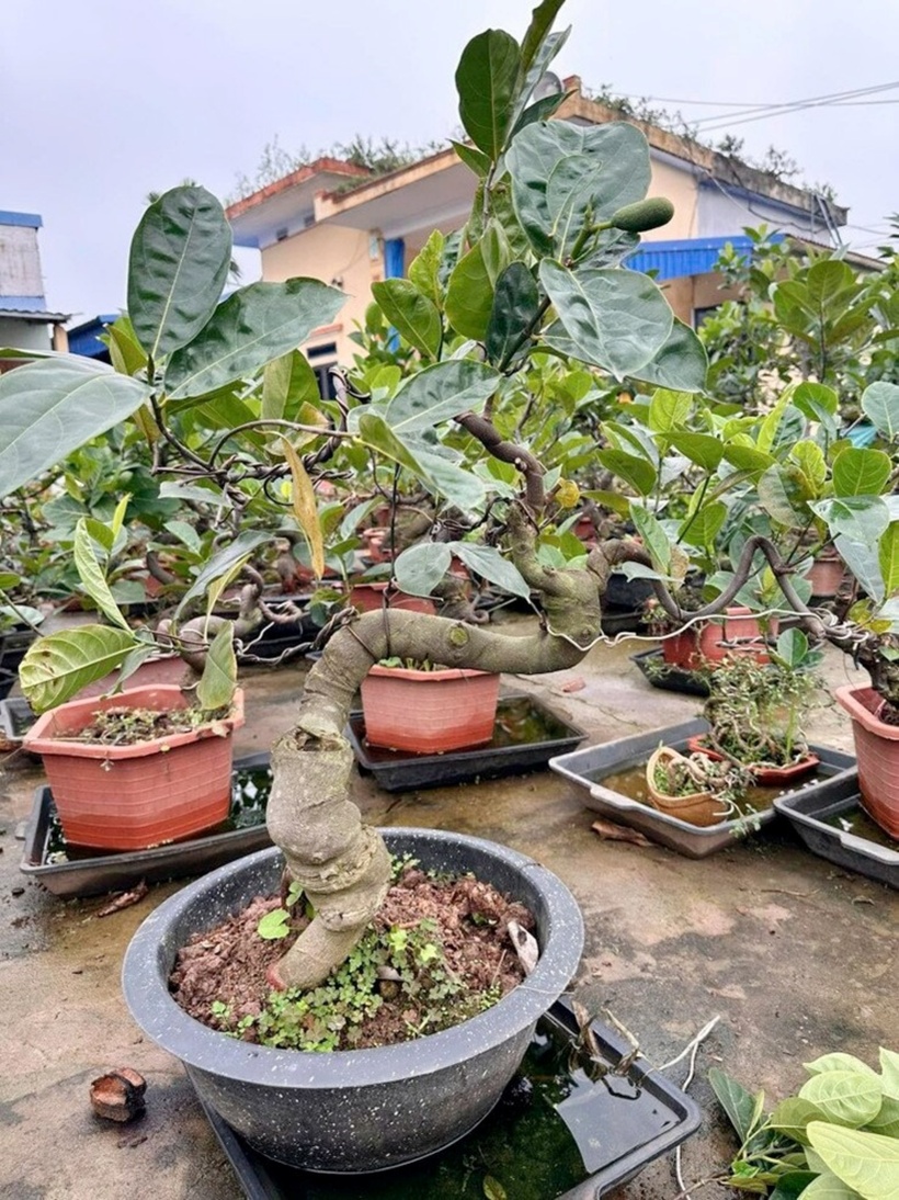Mít bonsai có nhiều mức giá khác nhau, tùy vào từng loại với kích cỡ lớn nhỏ và dáng thế