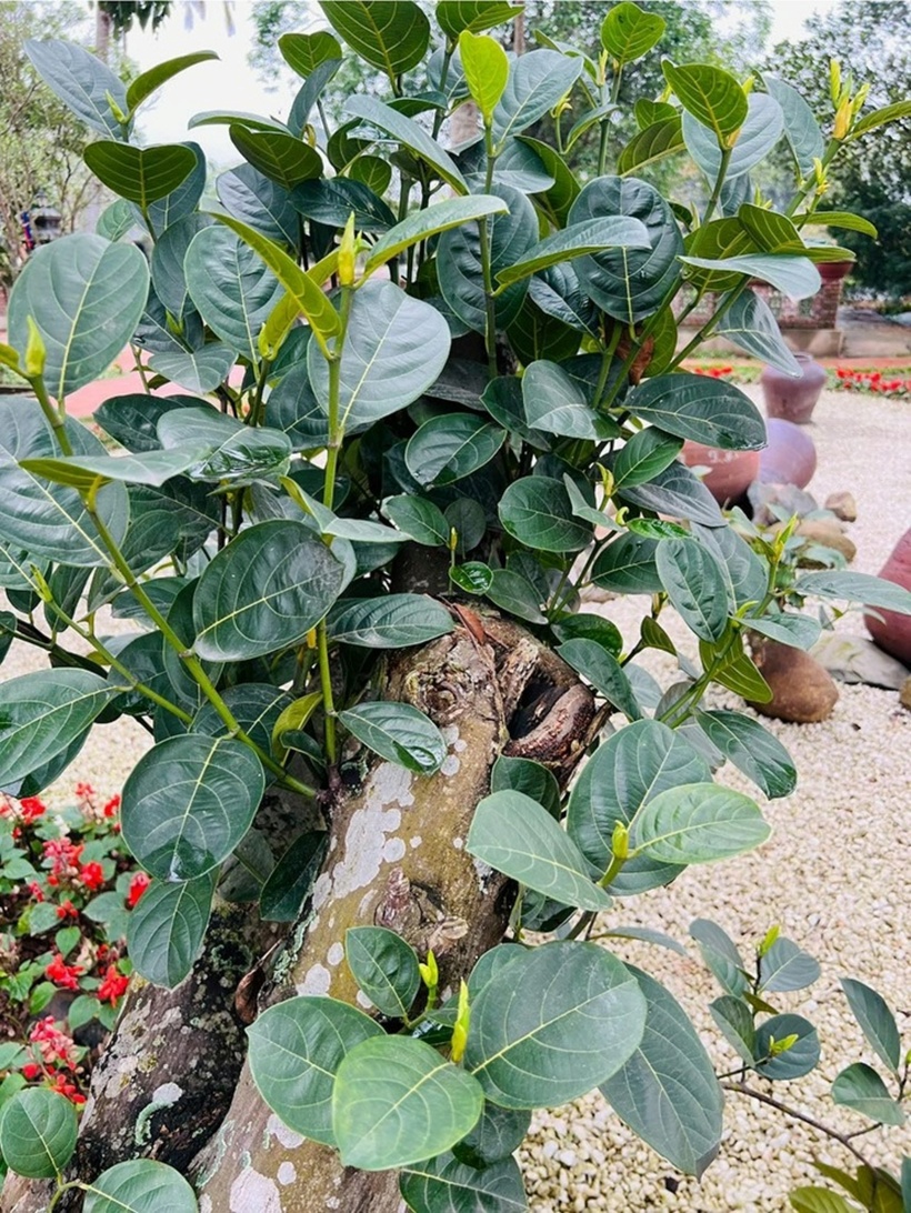 Mít bonsai cần được chăm sóc cẩn thận, sẽ đem lại giá trị kinh tế cao không thua kém bất cứ loại cây cảnh nào