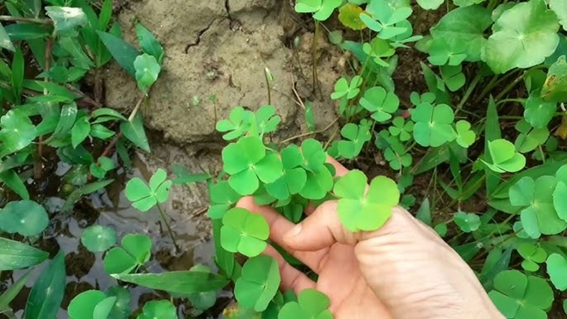 Thứ rau này làm thành món ăn ngon và có những công dụng với sức khoẻ mà ít người biết