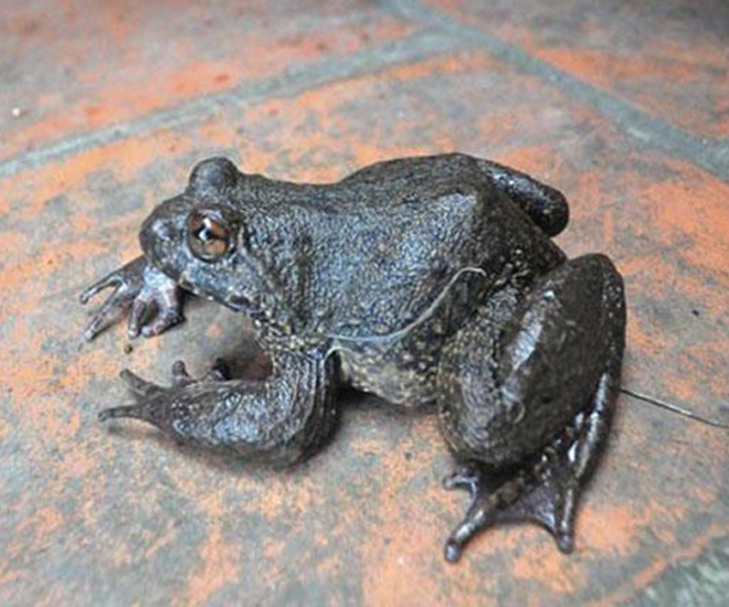 Ếch hương Lạng Sơn to và dày thịt hơn các loại ếch đồng