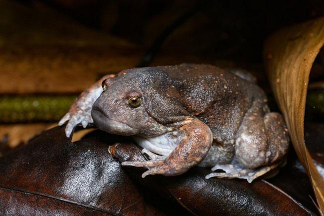 Loại ếch này chỉ có ở vùng núi Mẫu Sơn