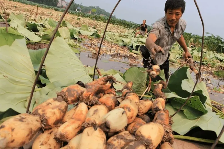 Người dân thu hoạch củ sen