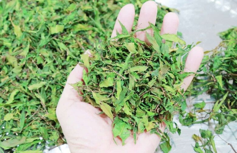 Lá đinh lăng khô rất tốt cho sức khỏe