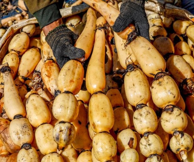 Phần củ sen được chế biến trong ẩm thực