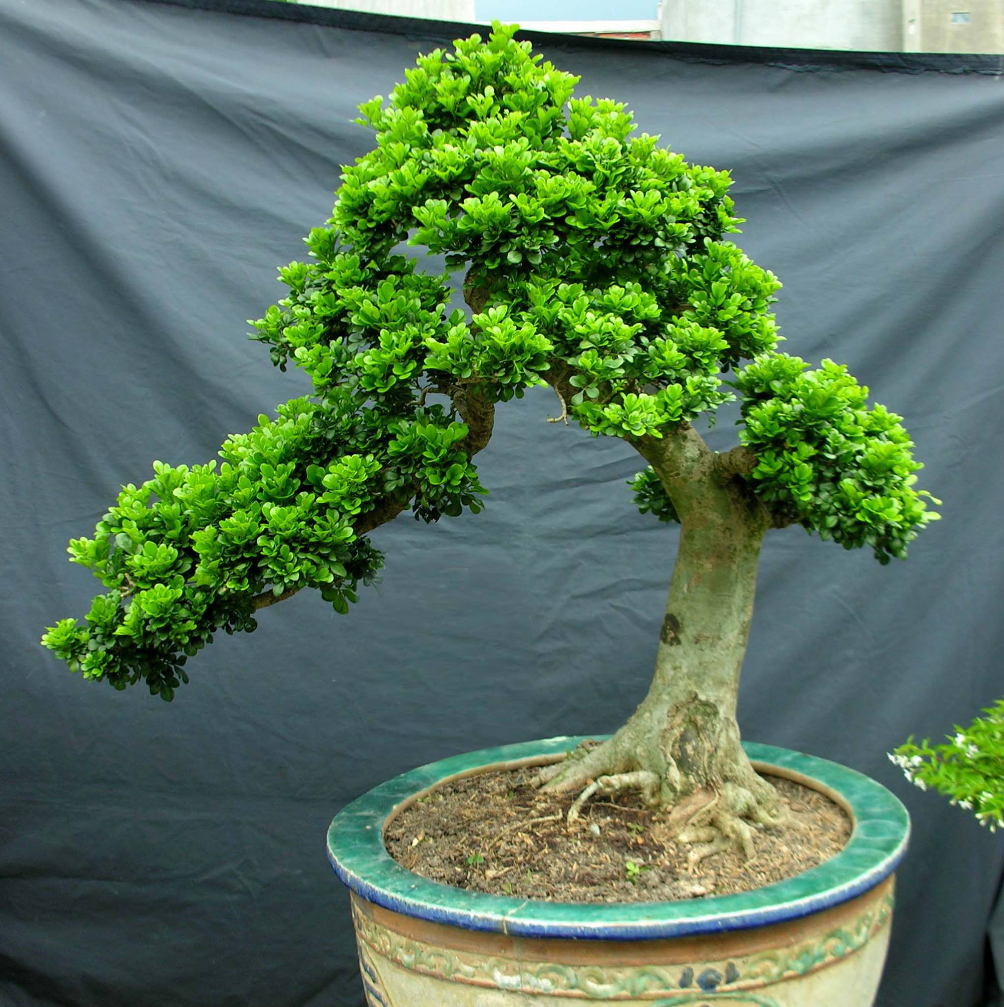 Loại cây đặc biệt, vừa làm bonsai giá trị vừa mang ý nghĩa phong thuỷ